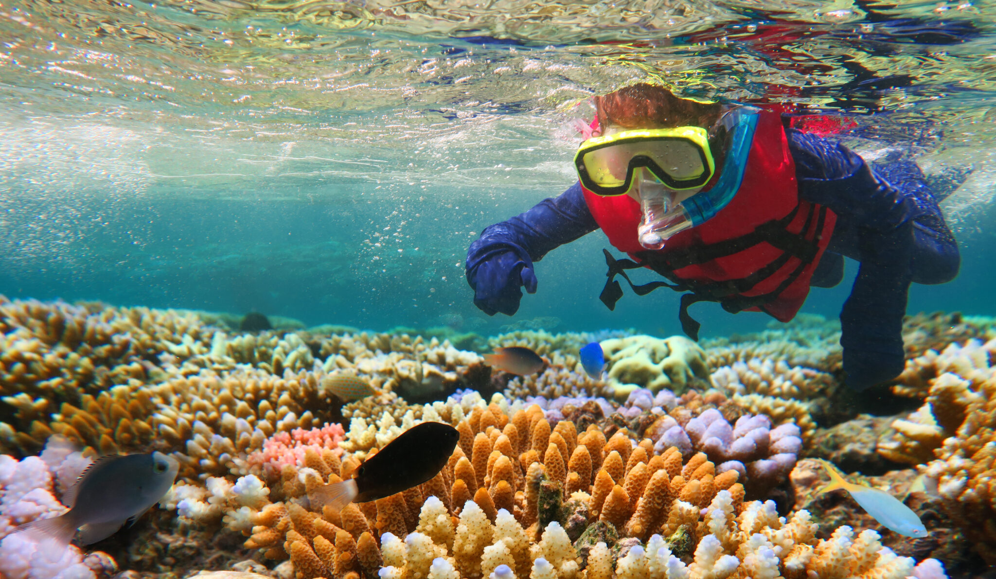 great-barrier-reef-teaching-resource-qld-education-experiences