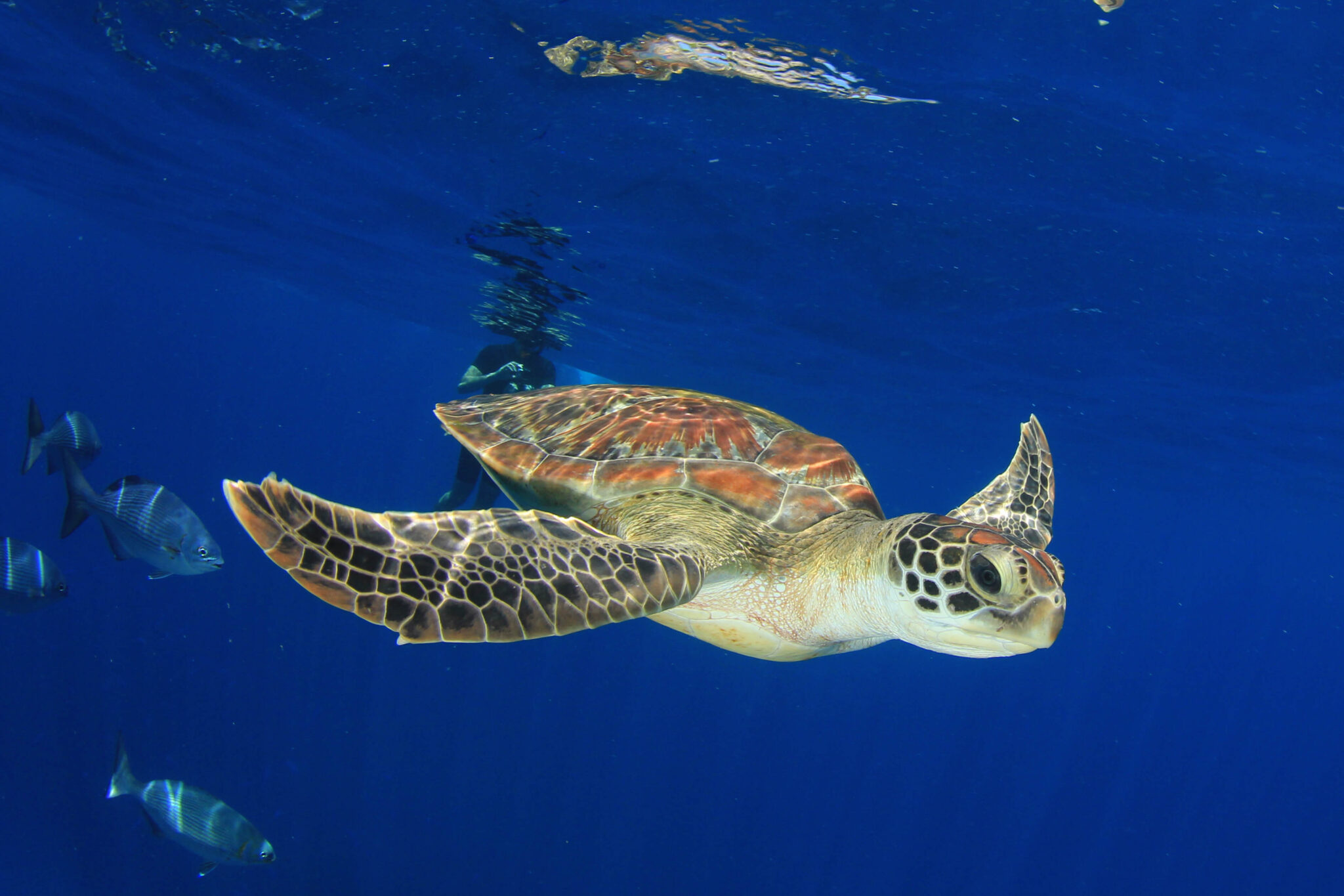 great-barrier-reef-experience-qld-education-experiences